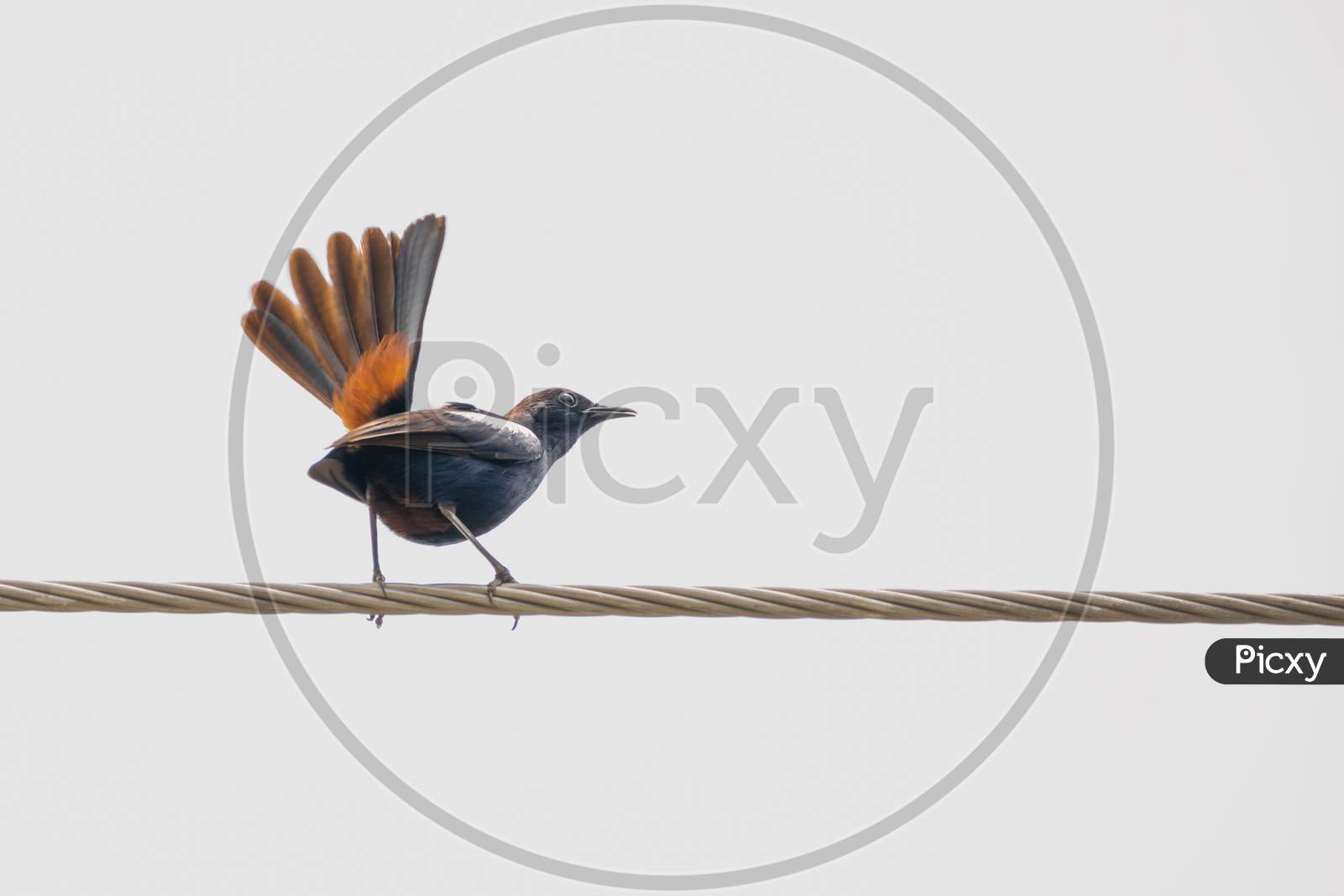 Indian Robin (Copsychus Fulicatus) Perching On A Power Line With Its Orange Tail Feathers Open