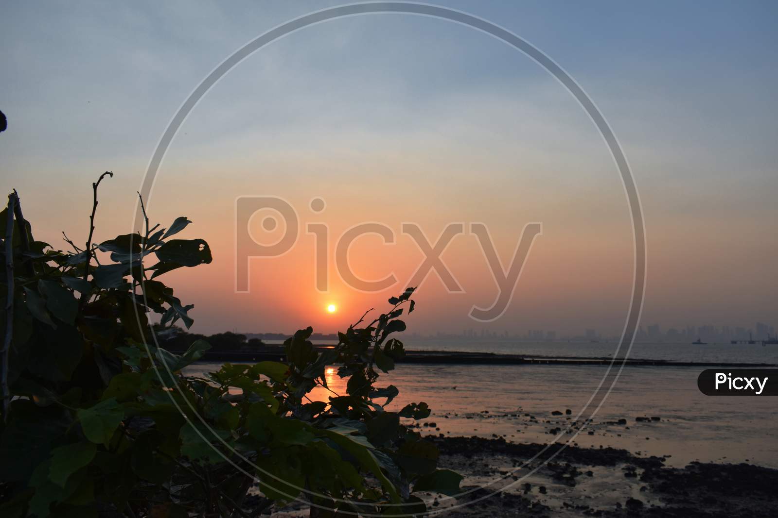 Silhouette Image Of Plants Captured During Sunset Just Beside The Ocean.