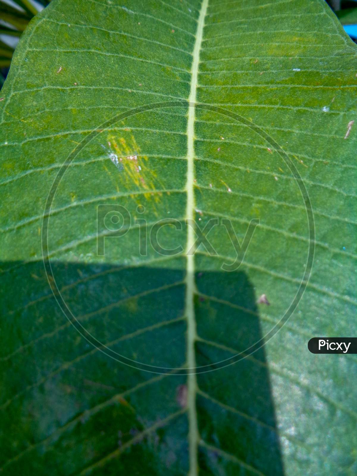Green Leaf Vein Texture