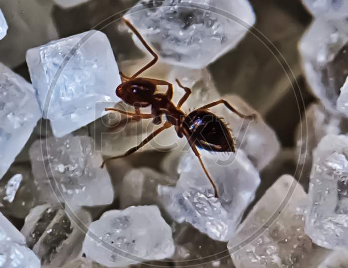 Small Ant Enjoying Food,Strive Hard If You Want To Live Better Than Yesterday