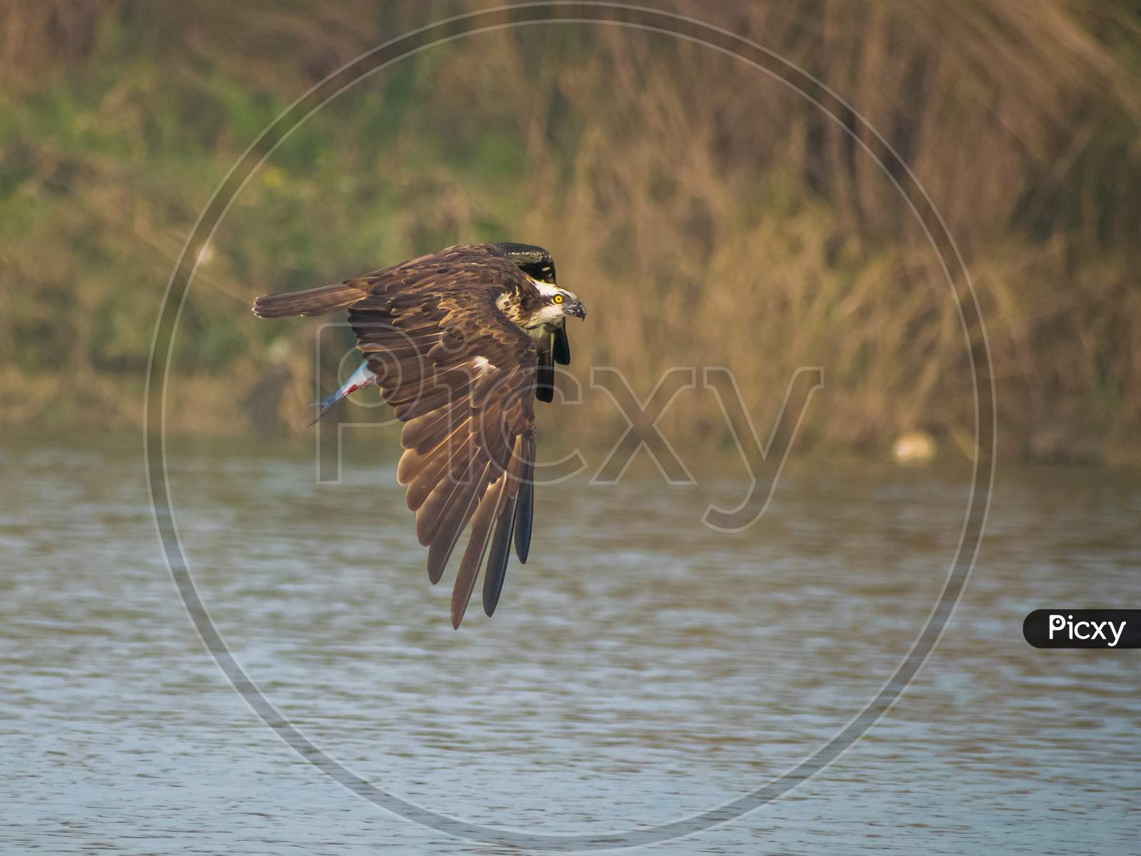 An Osprey with catch