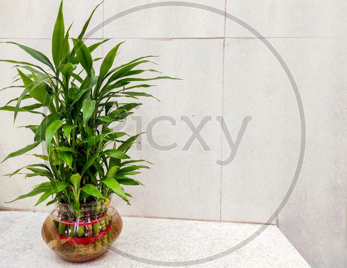 Green Lucky  bamboo plant or  Dracaena Sanderiana  in Glass vase on Textured  background.