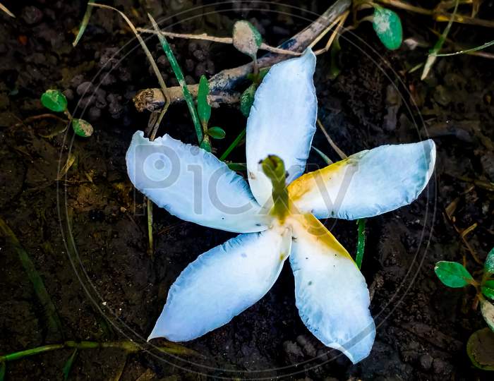 White flower upside down on meadow sunlight green leafs