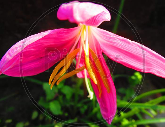 pink lily with dark  green background