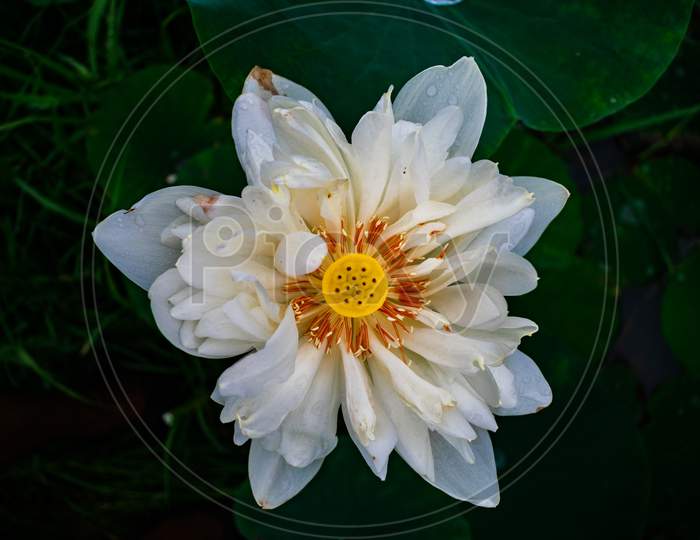 WHITE EGYPTIAN LILY BLOOMED  ON A LAKE SURFACE SURROUNDED BY GREEN LEAVES