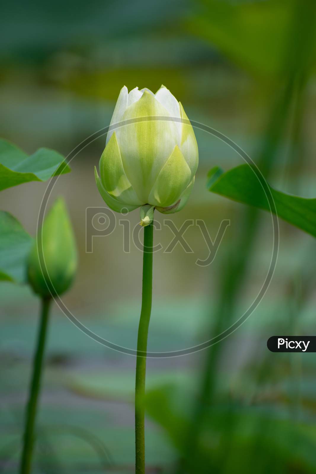 WHITE EGYPTIAN LILY ON A LAKE SURFACE