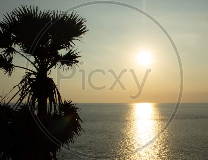 Palm tree silhouette at sunset time, sea view point