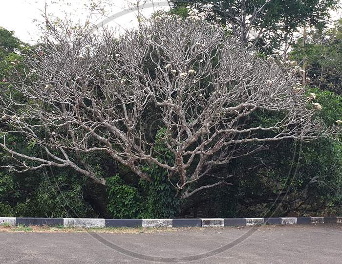 Woody Tree without Leaf , Vazhani Dam Reservoir In Kerala, India.