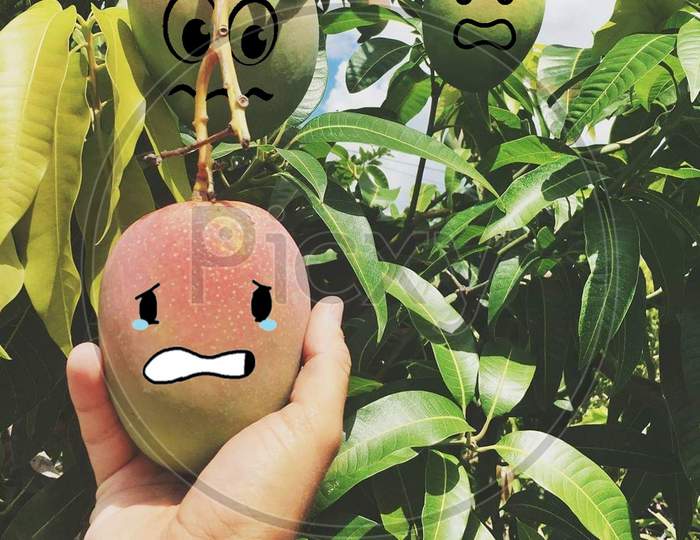 Animated Mango