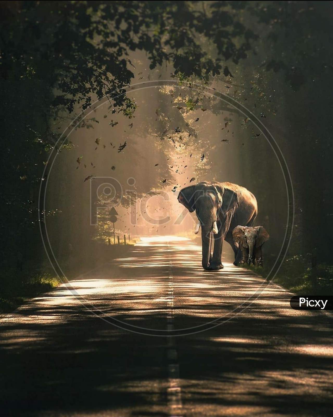 A baby elephant is walking with his Mother or Father in the middle of the road