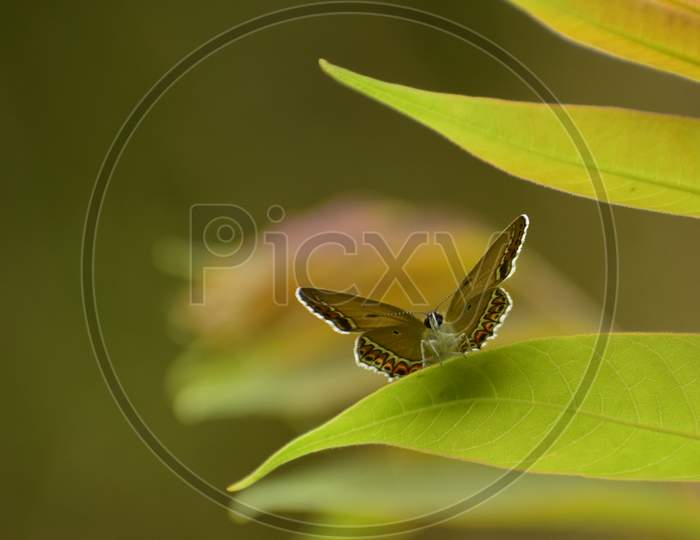 Heliophorus Sena Butterfly Relaxing On Green Leaf