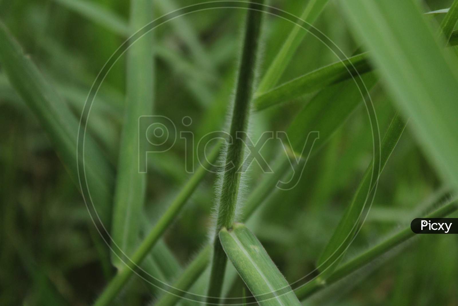 Closeup grass photo background