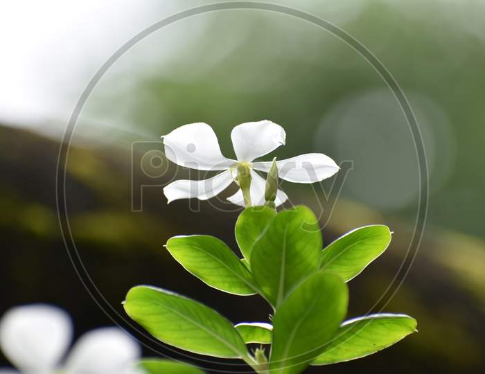 white jasmine flower with some green leaves