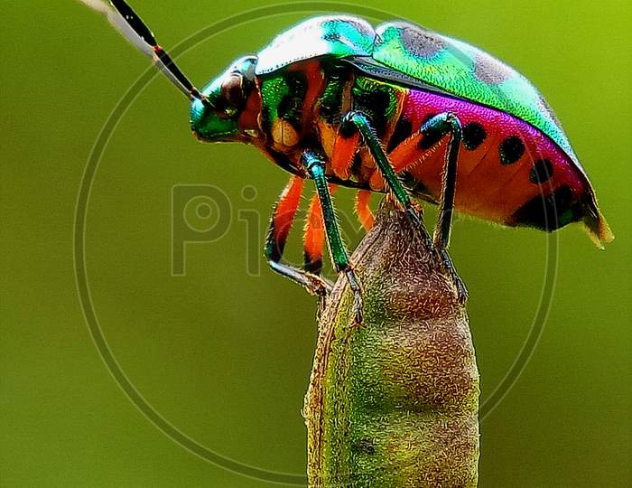 Jewel bug at the vegetable.