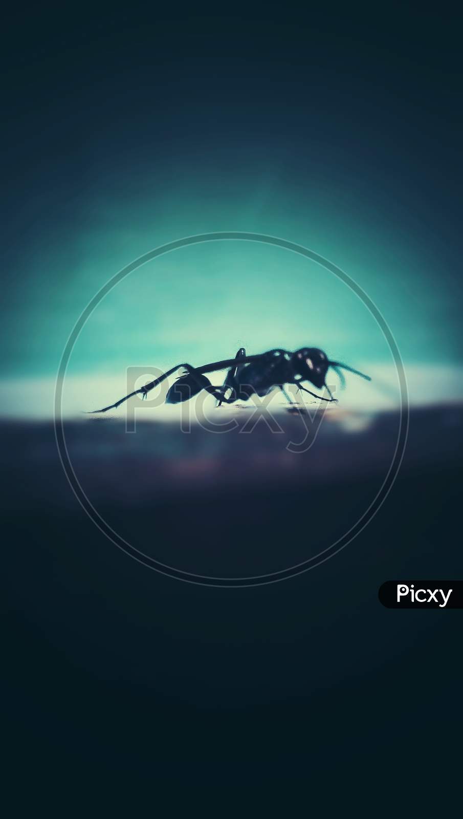 Insect ant flying bug pest pesticides corona