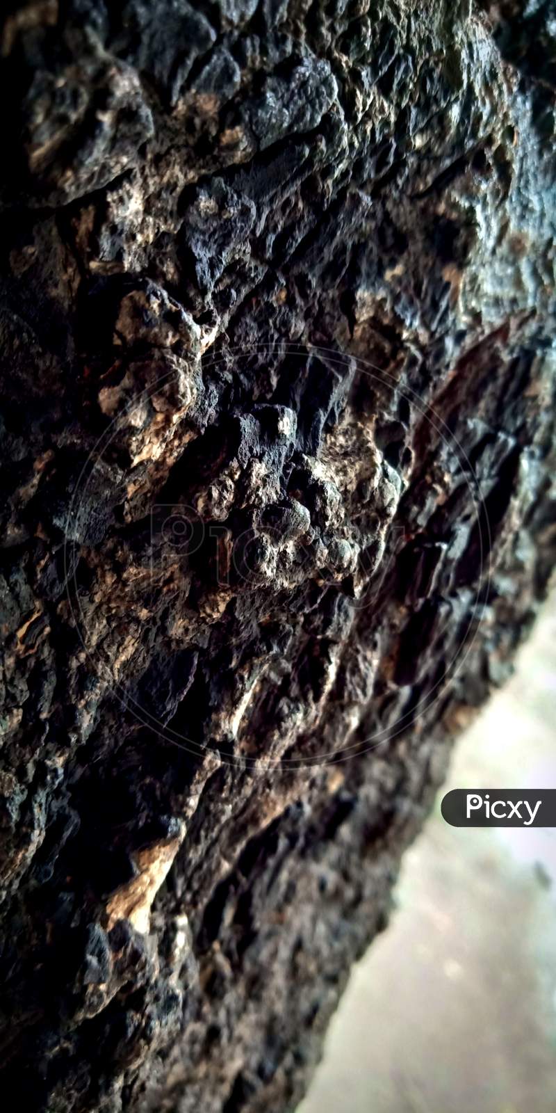 Tree Rock close-up