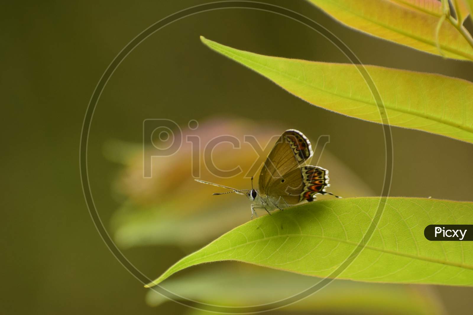 Cool Photo Of Heliophorus Sena Butterfly Resting On Leaf