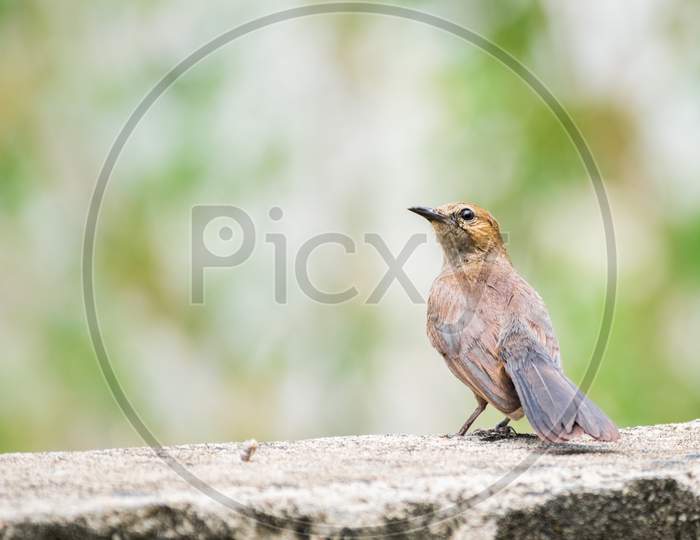 Brown Rock Chat Aka Indian Chat (Oenanthe Fusca) Perching On A Wall