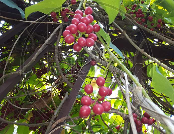 Red bunches Giloy Red Fruits