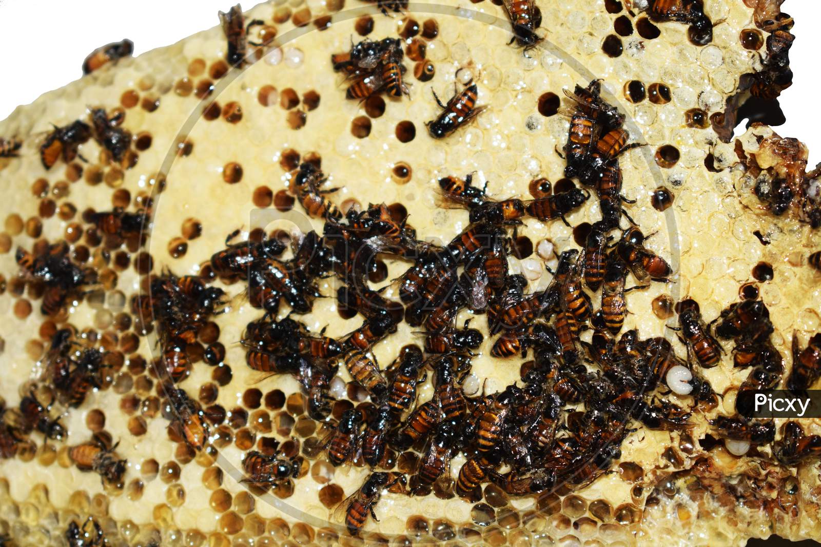Closeup View Of Honeycomb With Honey Bees