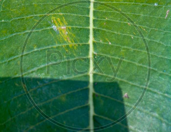 Green Leaf Vein Texture
