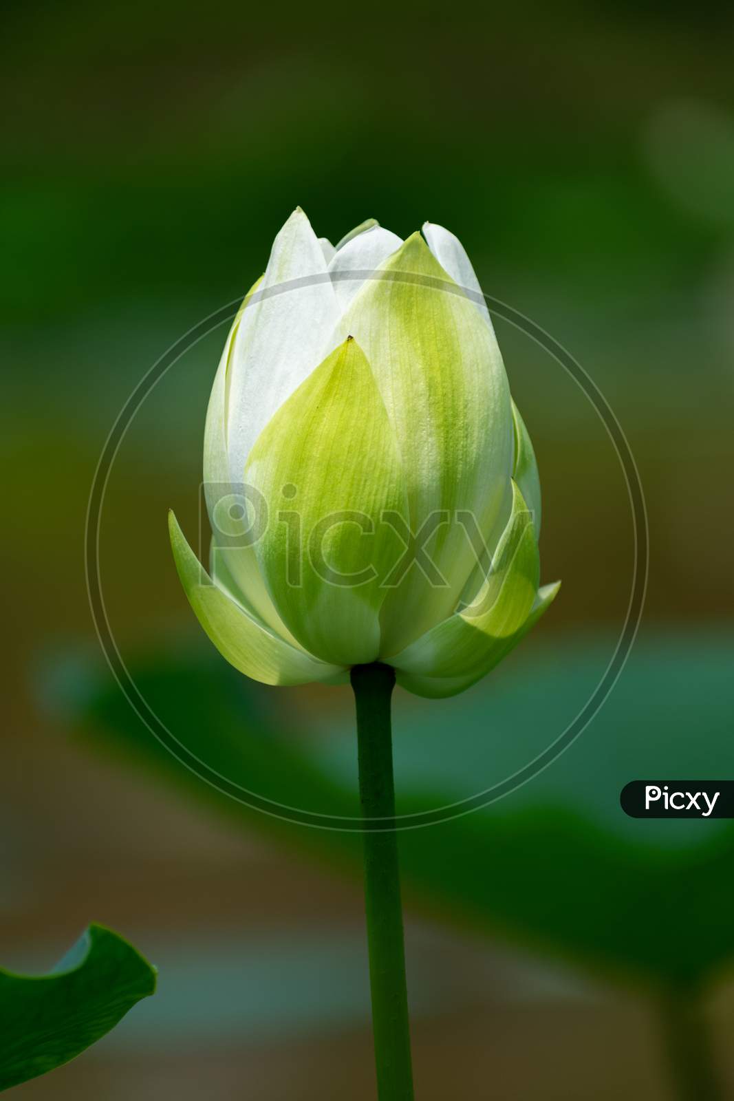white Egyptian lily flower