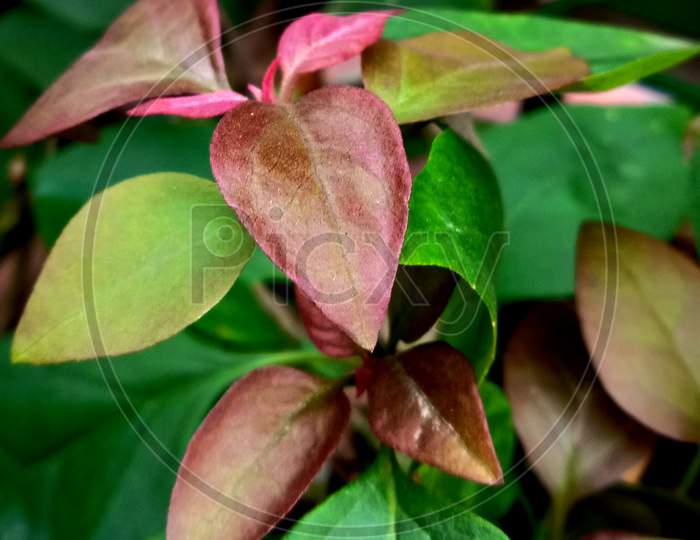 Plant close-up