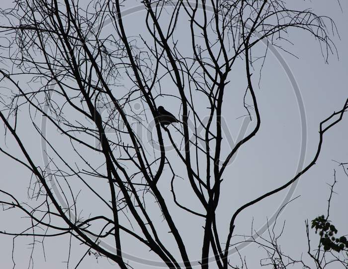 Bird on the tree branch