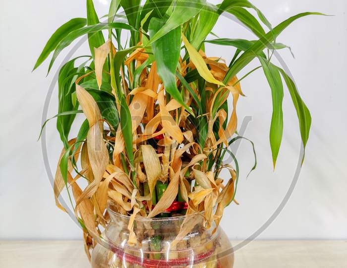 Dry lucky decorative bamboo plant aka Withered Dracaena Sanderiana  in Glass vase on White background