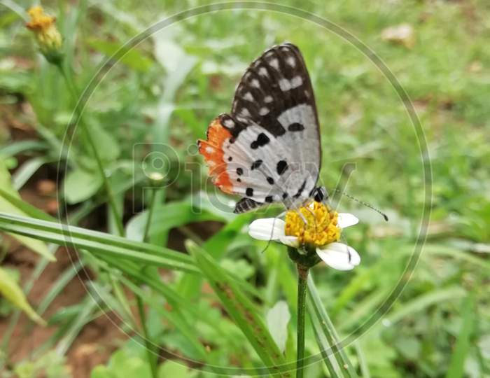 Beautiful Butterfly on the Flower