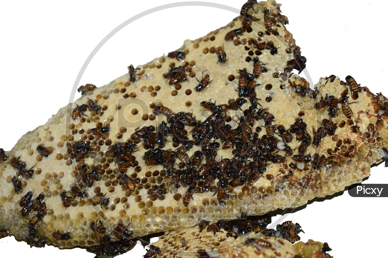 Closeup View Of Honeycomb With Honey Bees