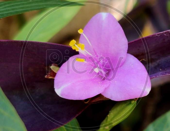 Pink,flower, macro, purple leaves