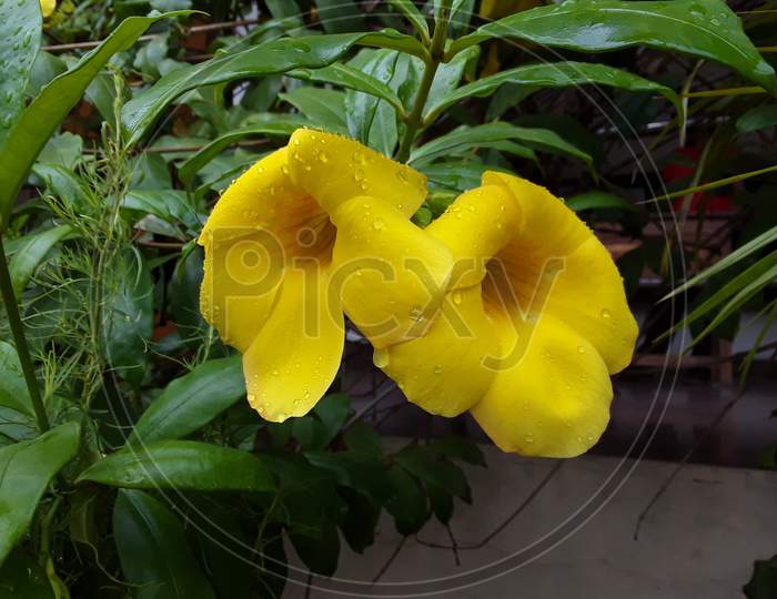 Two yellows beautiful Indian flower