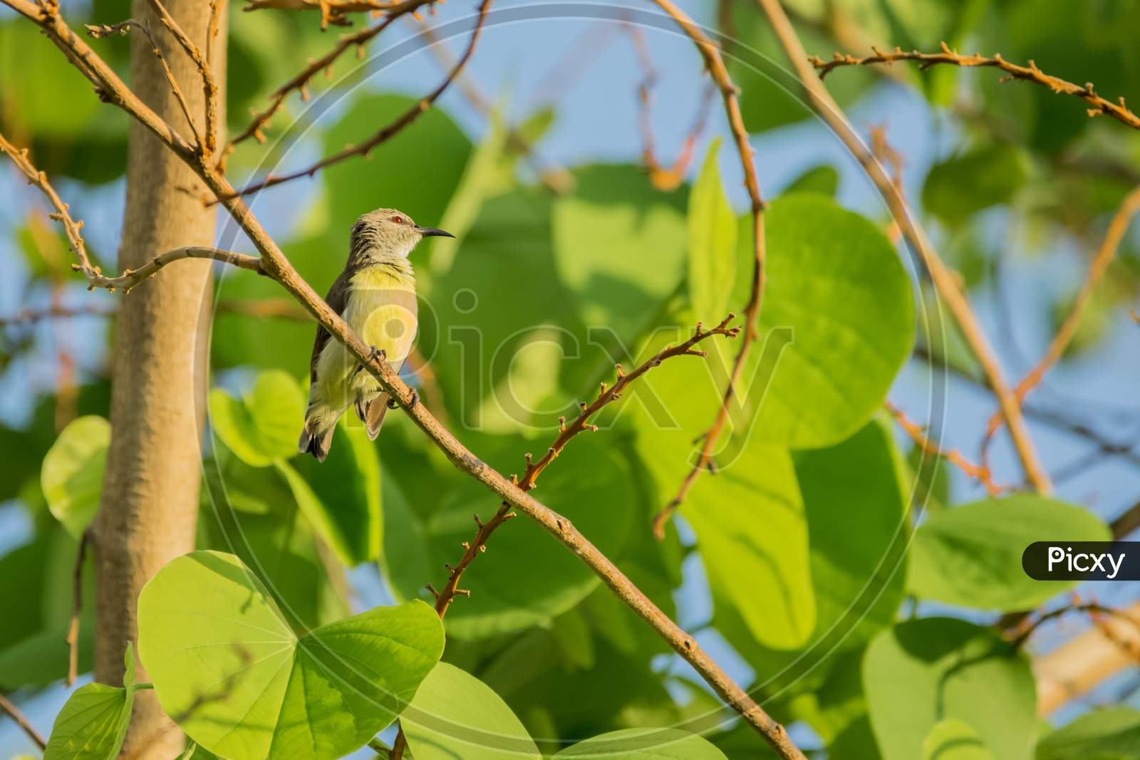 Purple Rumped Sunbird (Leptocoma Zeylonica) Perched On A Tree With Bright Green Leaves.