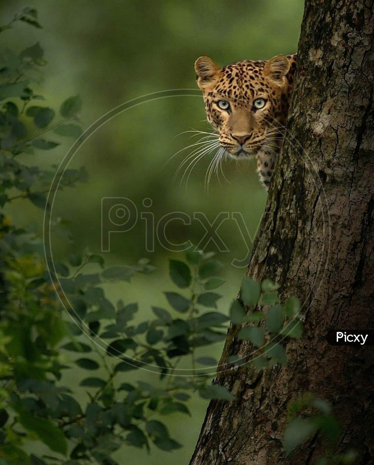 Leopard watching us silently