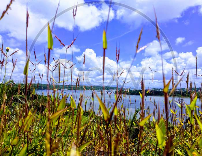 Scenic Beauty of Sky and Lake through Grass