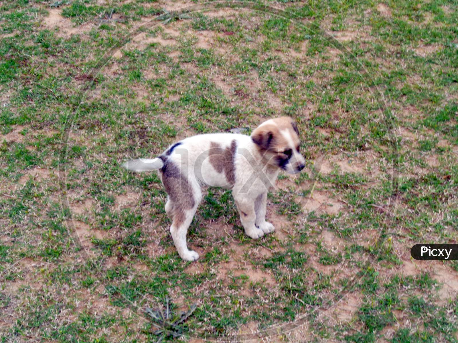Stray Dog Cute Puppy Playing Running In The Lawn