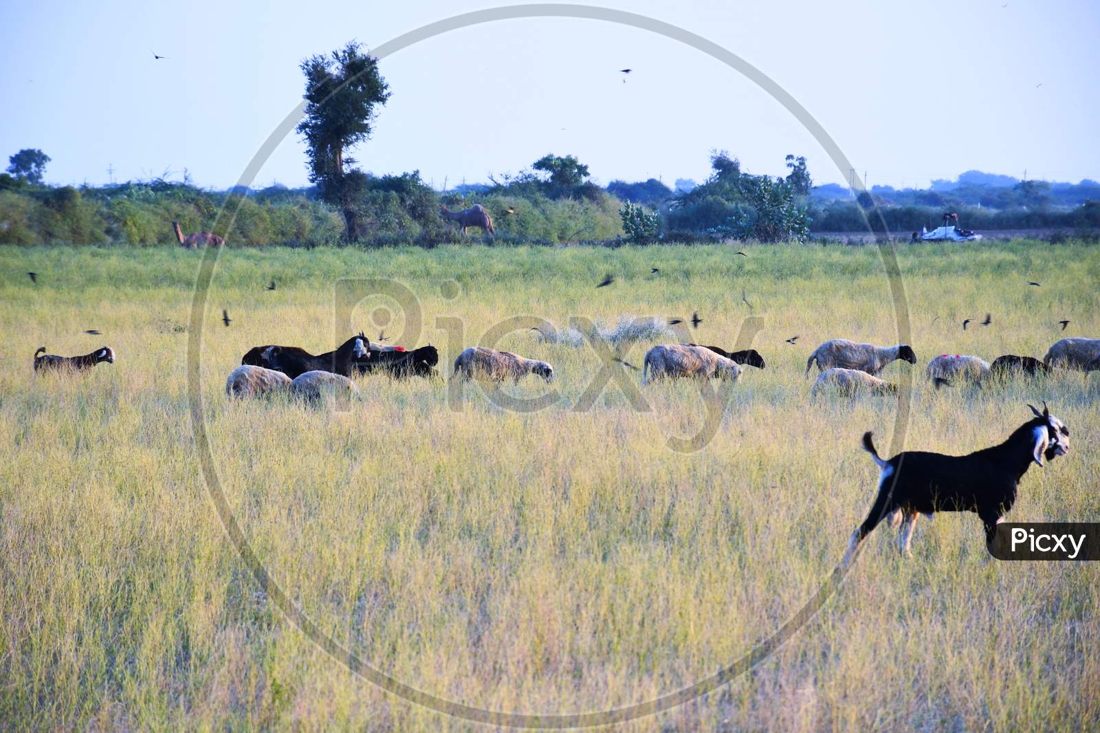 image-of-bagula-and-sheep-in-the-farm-at-morning-kutch-gujarat-indian