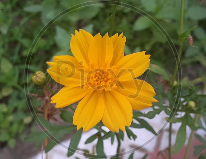 Coreopsis is a genus of flowering plants in the family Asteraceae. Common names include calliopsis and tickseeds, a name shared with various other plants.