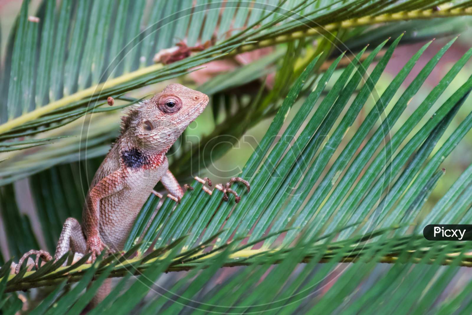 Oriental Garden Lizard (Calotes Versicolor) Staring Out From A Branch