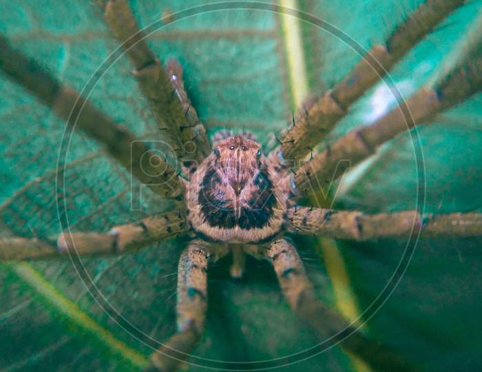 Poisonous Spider in Green leaf