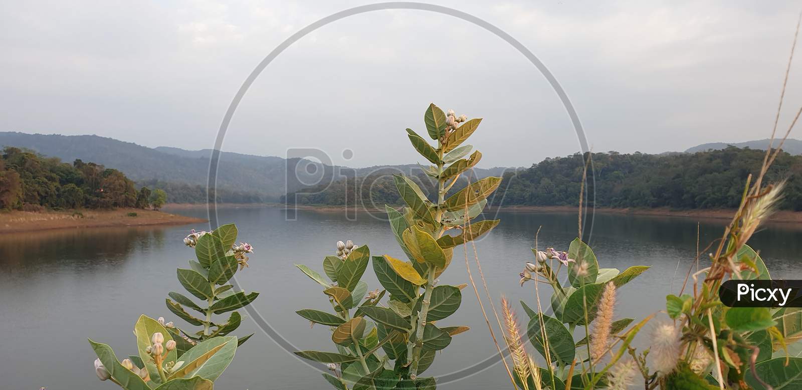 Plant near Plant near Reservoir or Revere at Vazhani Dam Reservoir In Kerala, India.