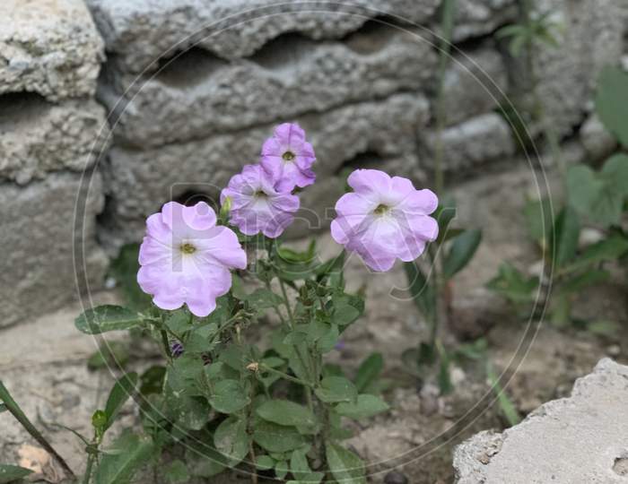 White And Purple Flowers Grow Near The Brick Wall