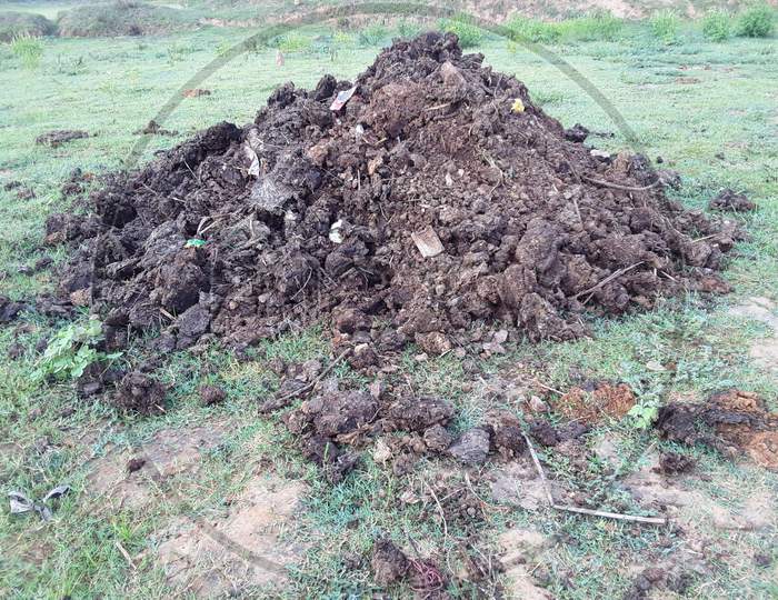 A agriculture cow dung