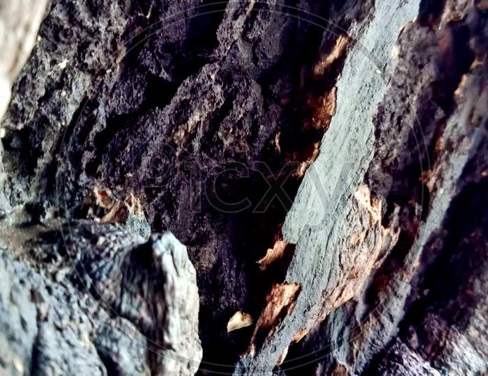 Tree Rock close-up