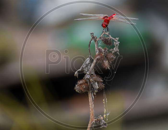 Red dragonfly on the dry Branch of plant
