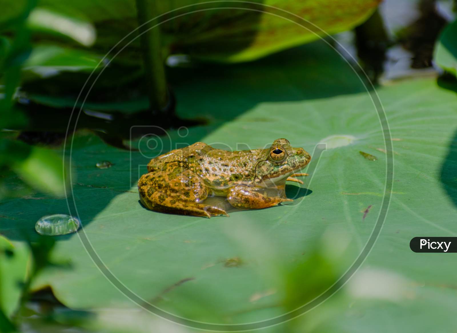 TINY GREEN FROG SITTING ON A LOTUS LEAF