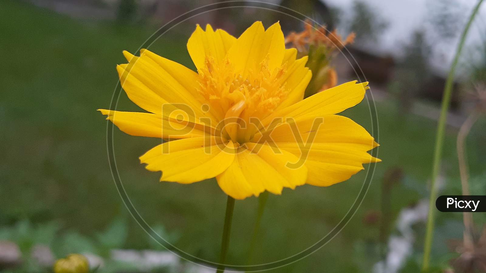Coreopsis is a genus of flowering plants in the family Asteraceae. Common names include calliopsis and tickseeds, a name shared with various other plants.