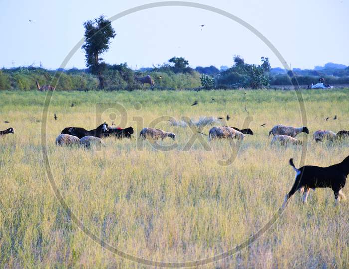 image-of-bagula-and-sheep-in-the-farm-at-morning-kutch-gujarat-indian