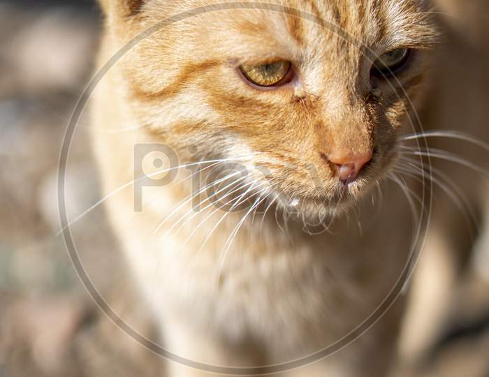 closeup shot of a beautiful orange cat